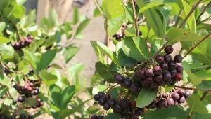 Jak uprawiać aronię w ogrodzie? Najlepsze odmiany aronii