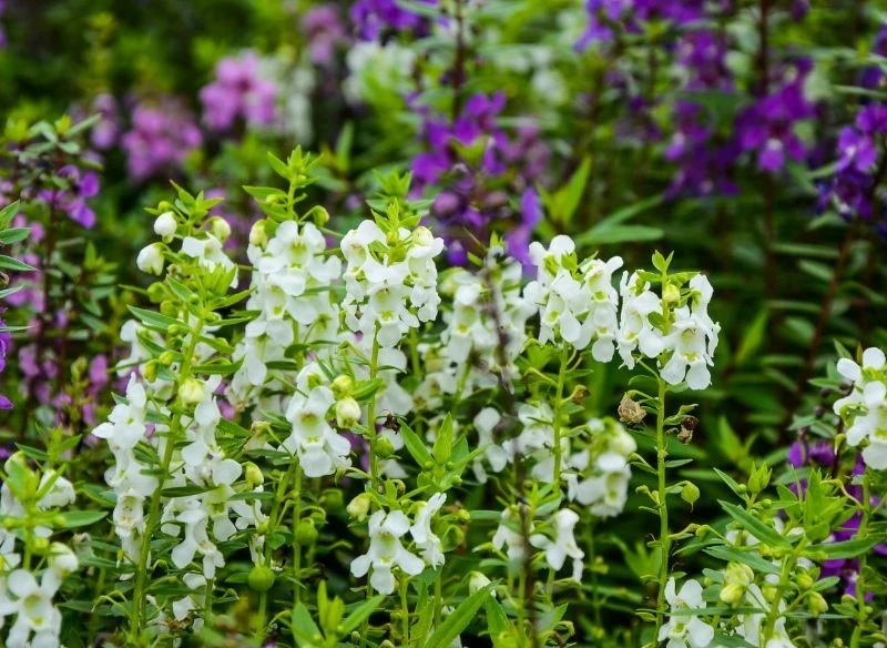 Angelonia w zależności od odmiany może mieć różne kolory