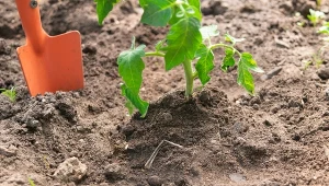 Czym nawozić pomidory w czerwcu?