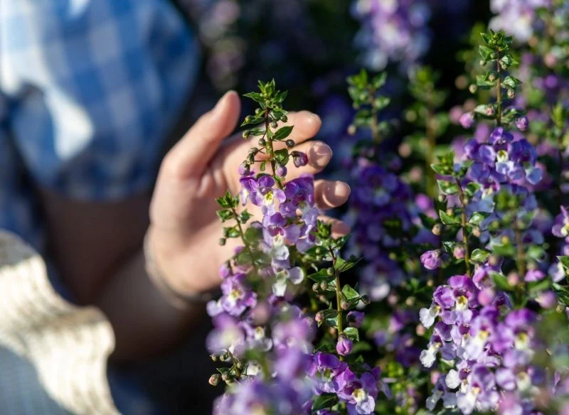 Angelonia jest łatwa w pielęgnacji