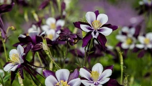 Ta bylina nie tylko zachwyca wyjątkowymi kwiatami. To również naturalna ochrona przed ślimakami.