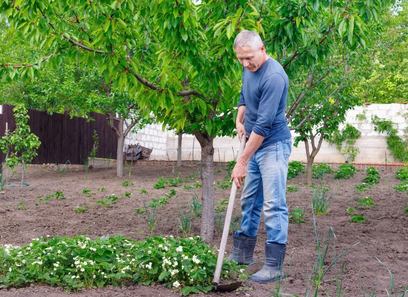 Układ faz Księżyca w czerwcu 2025 roku sprzyja systematycznemu planowaniu prac ogrodowych.