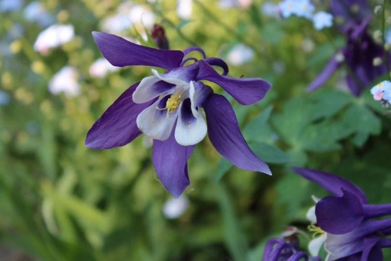 Orliki najlepiej rozwijają się w półcieniu
