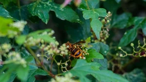 Jakie rośliny przyciągają szerszenie do ogrodu?