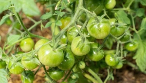 Brak właściwych warunków uprawy może skutkować opadaniem kwiatów i brakiem owoców pomidora.