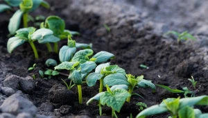 Jak uzupełnić niedobory magnezu w ogórkach? Możesz to zrobić w na dwa sposoby.