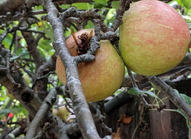 Owoce przyciągają szerszenie jak magnes