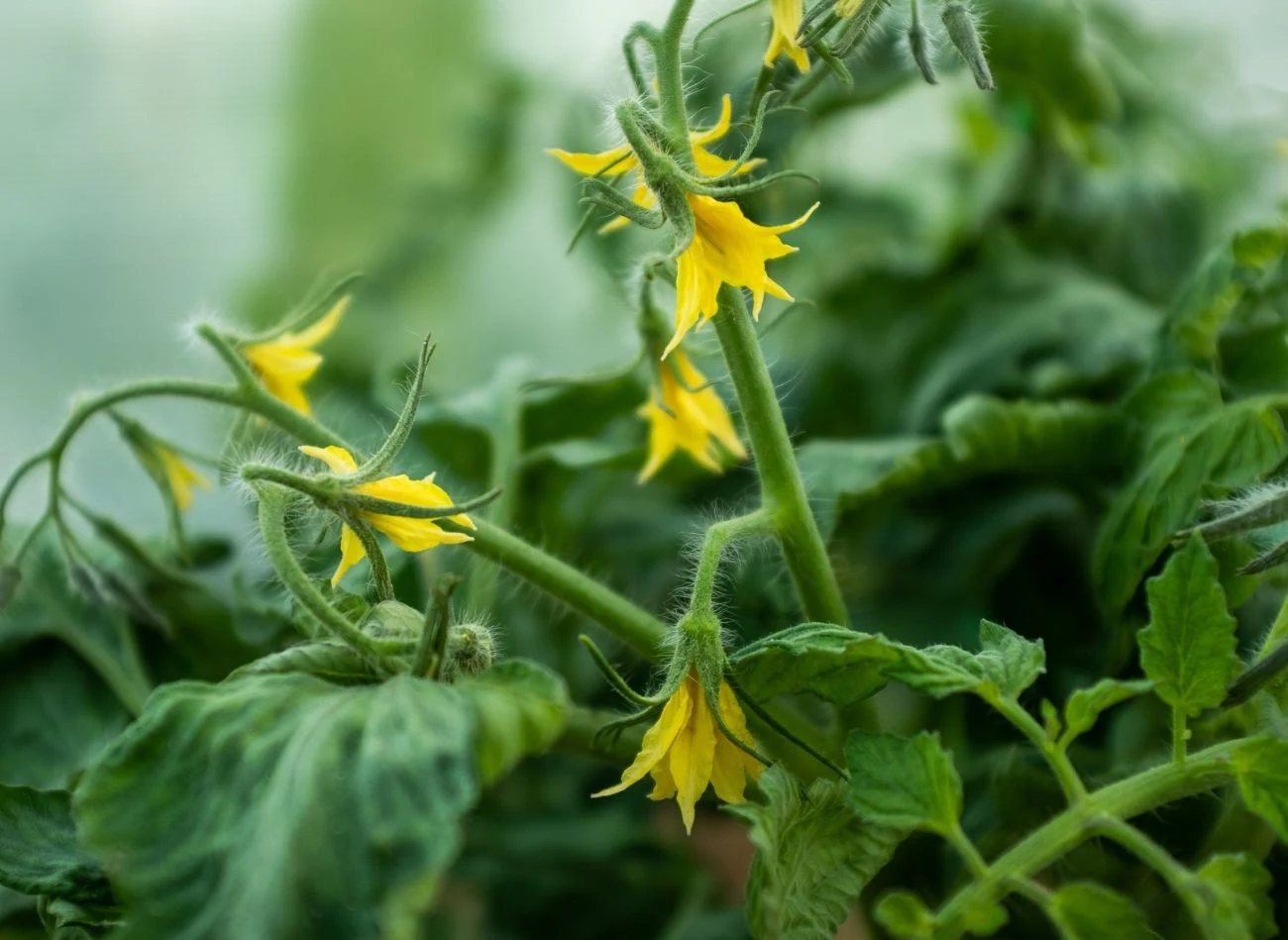 Aby nie stracić pierwszych gron pomidorów, należy zapewnić roślinom właściwą pielęgnację już od momentu sadzenia.