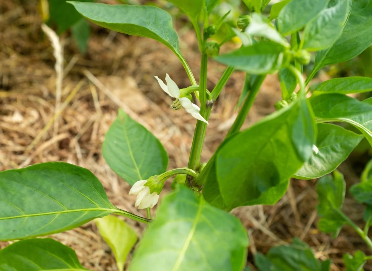 Niedobór magnezu widocznych jest szczególnie na starszych liściach. Tkanki między nerwami liścia żółkną, podczas gdy same nerwy pozostają zielone.