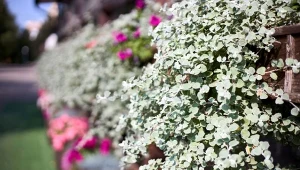 Kocanka włochata (Helichrysum petiolare) – uprawa, pielęgnacja, odmiany