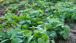 Fasola szparagowa to jedno z warzyw, które świetnie radzi sobie po czerwcowym wysiewie.