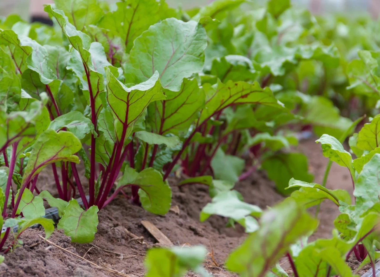 W czerwcu warto też wysiać wczesne odmiany buraków, które zbierzesz na jesień.