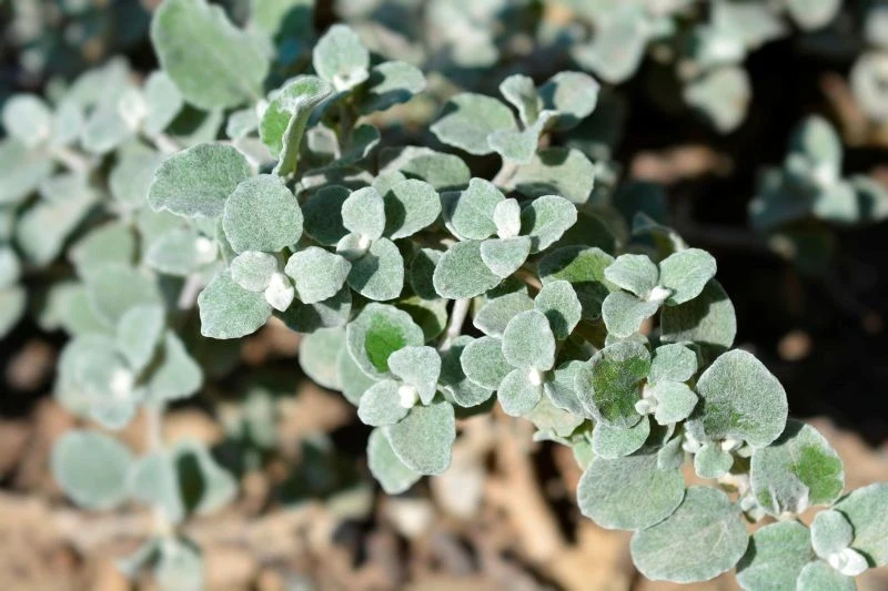 Liście kocanki włochatej są jej największym atutem