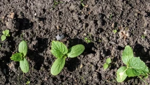 Nawóz z mleka i jodyny sprawdzi się zwłaszcza w uprawie ogórków.