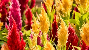 Celozje to świetny wybór do najbardziej nasłonecznionych miejsc. Kwiaty utrzymują się aż do przymrozków.