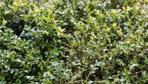 Jak pozbyć się ćmy bukszpanowej? Warto wypróbować ten prosty, domowy oprysk.