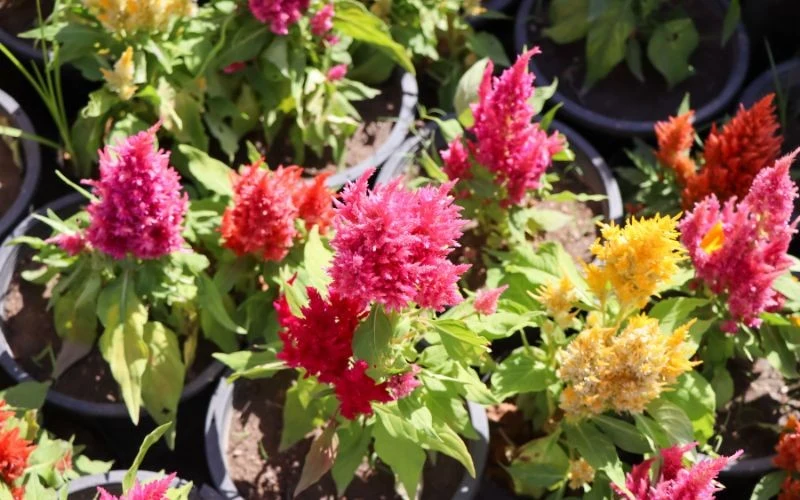 Doniczki z celozją można umieścić na balkonach i tarasach, które są zbyt gorące dla innych gatunków