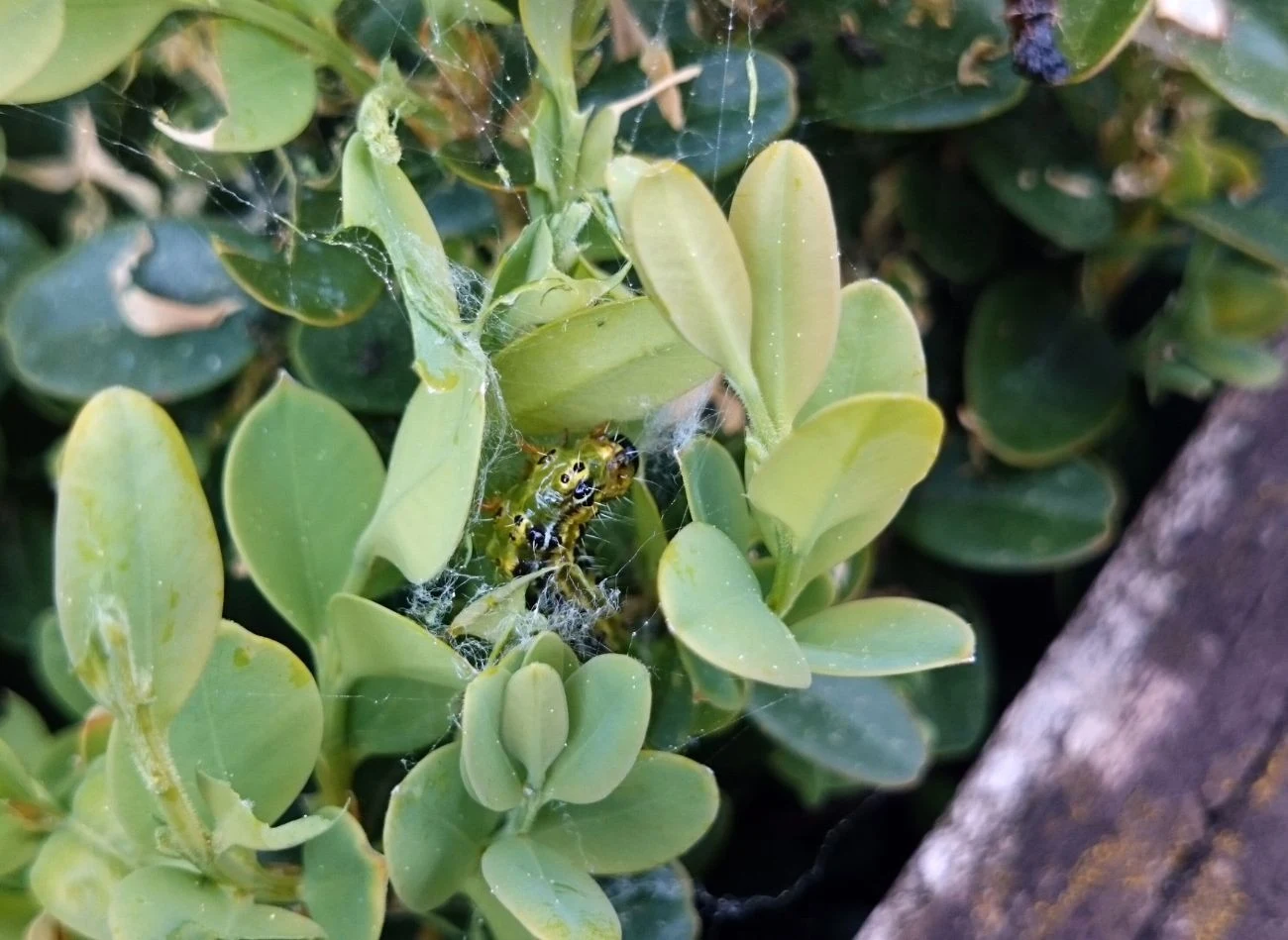 Pojedyncza larwa ćmy bukszpanowej może zniszczyć nawet 45 cm² liści.