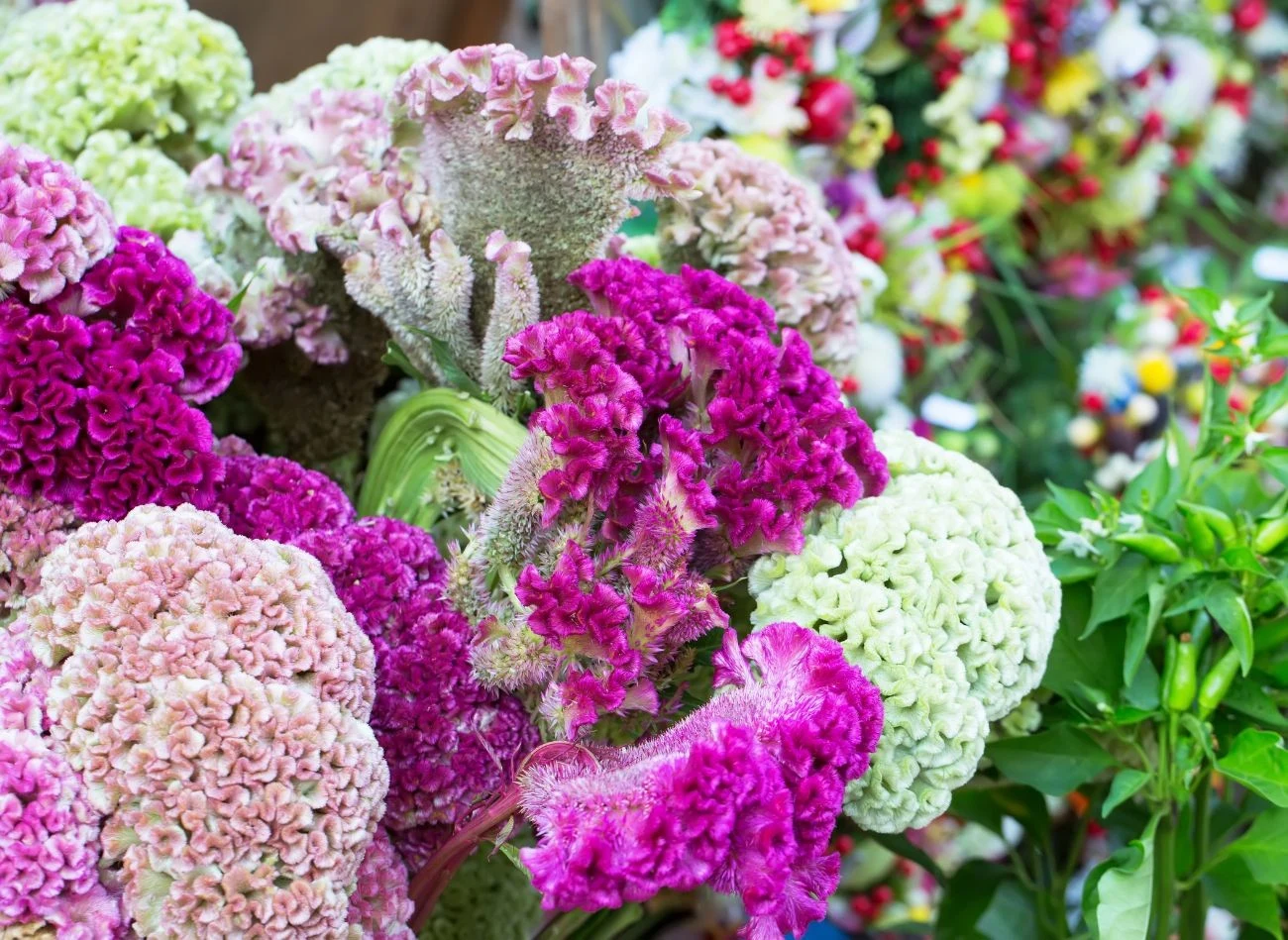 Należy unikać sadzenia celozji w pobliżu roślin o intensywnym i głębokim systemie korzeniowym, takich jak dalie, kanny czy lilie.