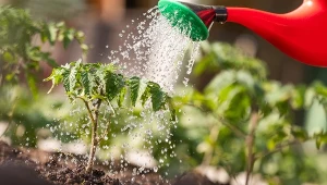 Jak podlewać mądrze, nie na oślep, bez marnowania wody i czasu?.