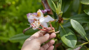 Rododendron kończy kwitnienie? Już wtedy warto zadbać o jego kondycję w przyszłym sezonie.