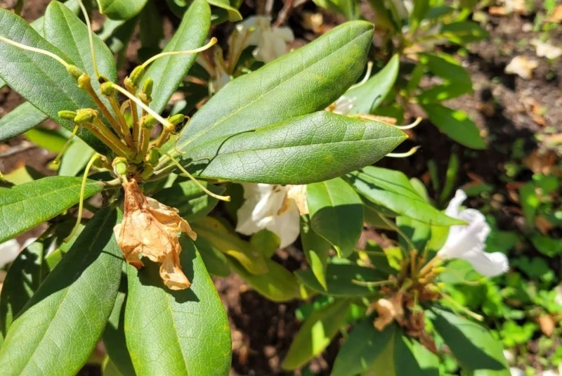 Rododendrony wytwarzają liście tuż pod kwiatostanem