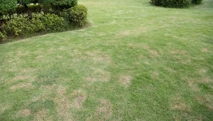 Czym posypać trawnik, by był gęsty i zielony?