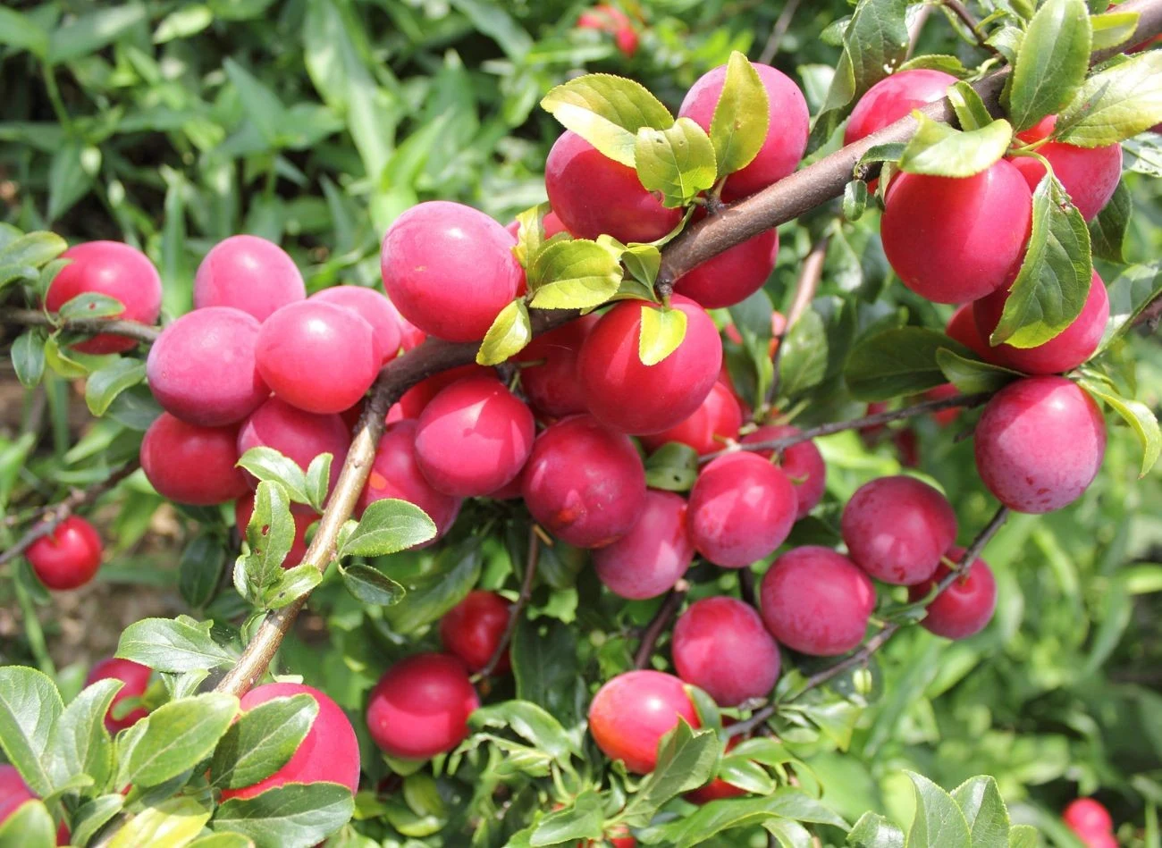 Śliwa Jerozolimka preferuje żyzne, próchnicze gleby o pH 6,7–7,2.
