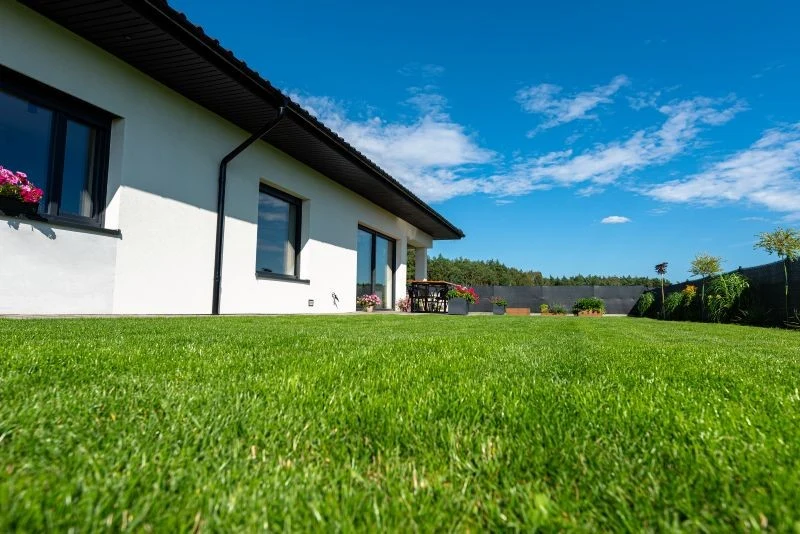 Objawy żerowania nicieni na trawniku są podobne do obecności pędraków