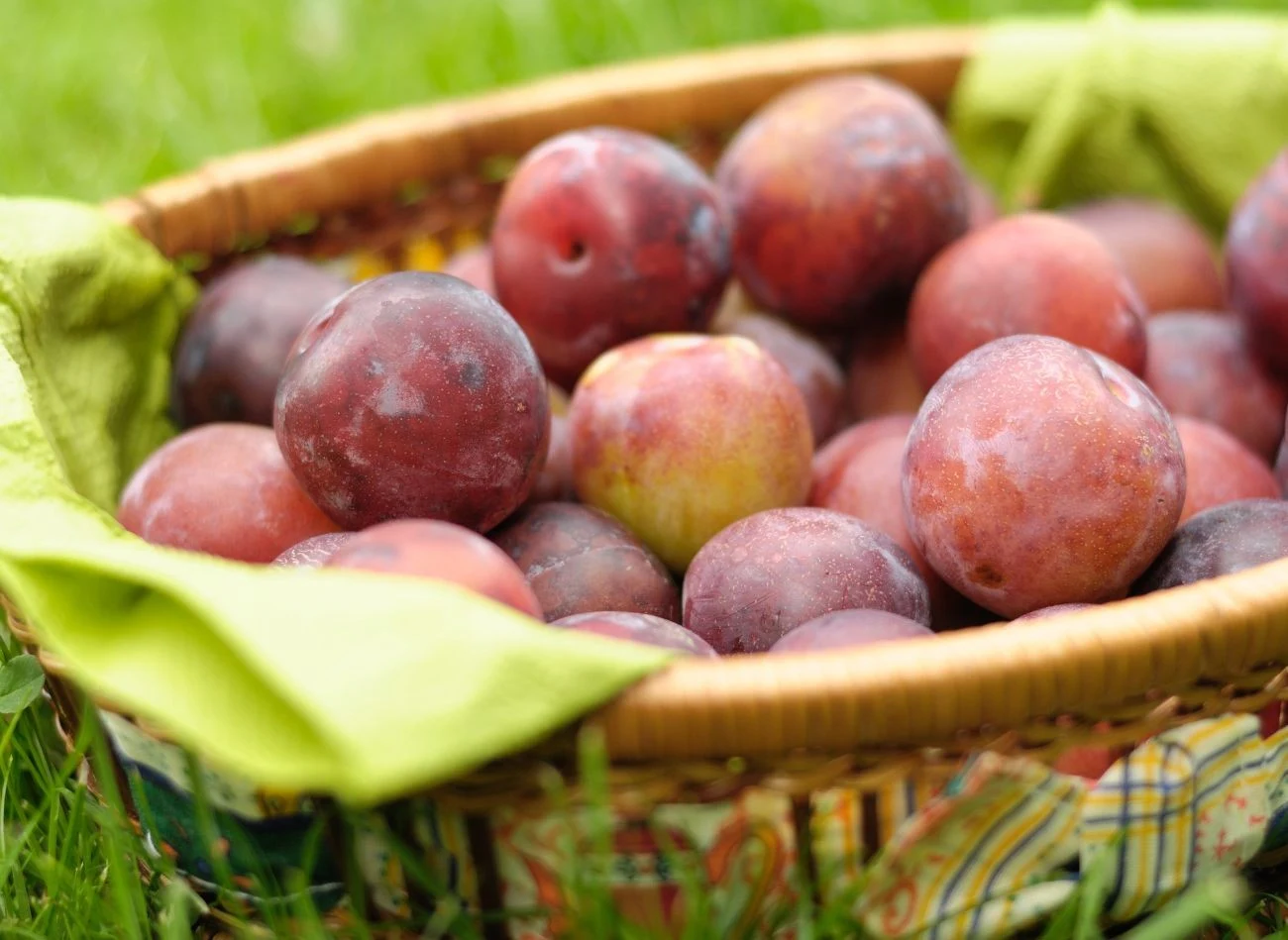 Owoce śliwy Jerozolimki poprawiają apetyt i funkcjonowanie układu trawiennego.
