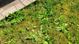 W jaki sposób poradzić sobie z chwastami w ogrodzie?/Deccoria.pl