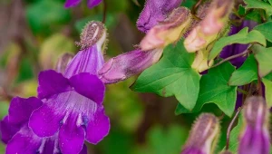 Kwitnie od czerwca do listopada. Azarina pnąca - wymagania i zastosowanie w ogrodzie