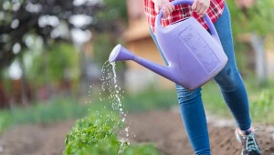 Mleko możemy wykorzystać do nawożenia pomidorów.