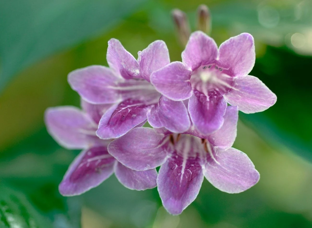 Azarina rozpoczyna kwitnienie w czerwcu. Trwa ono aż do pierwszych jesiennych przymrozków.