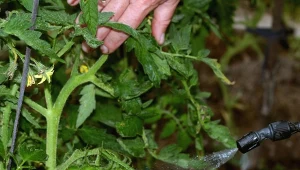 Choroby grzybowe atakują pomidory? Ten prosty oprysk skutecznie zwalcza patogeny.