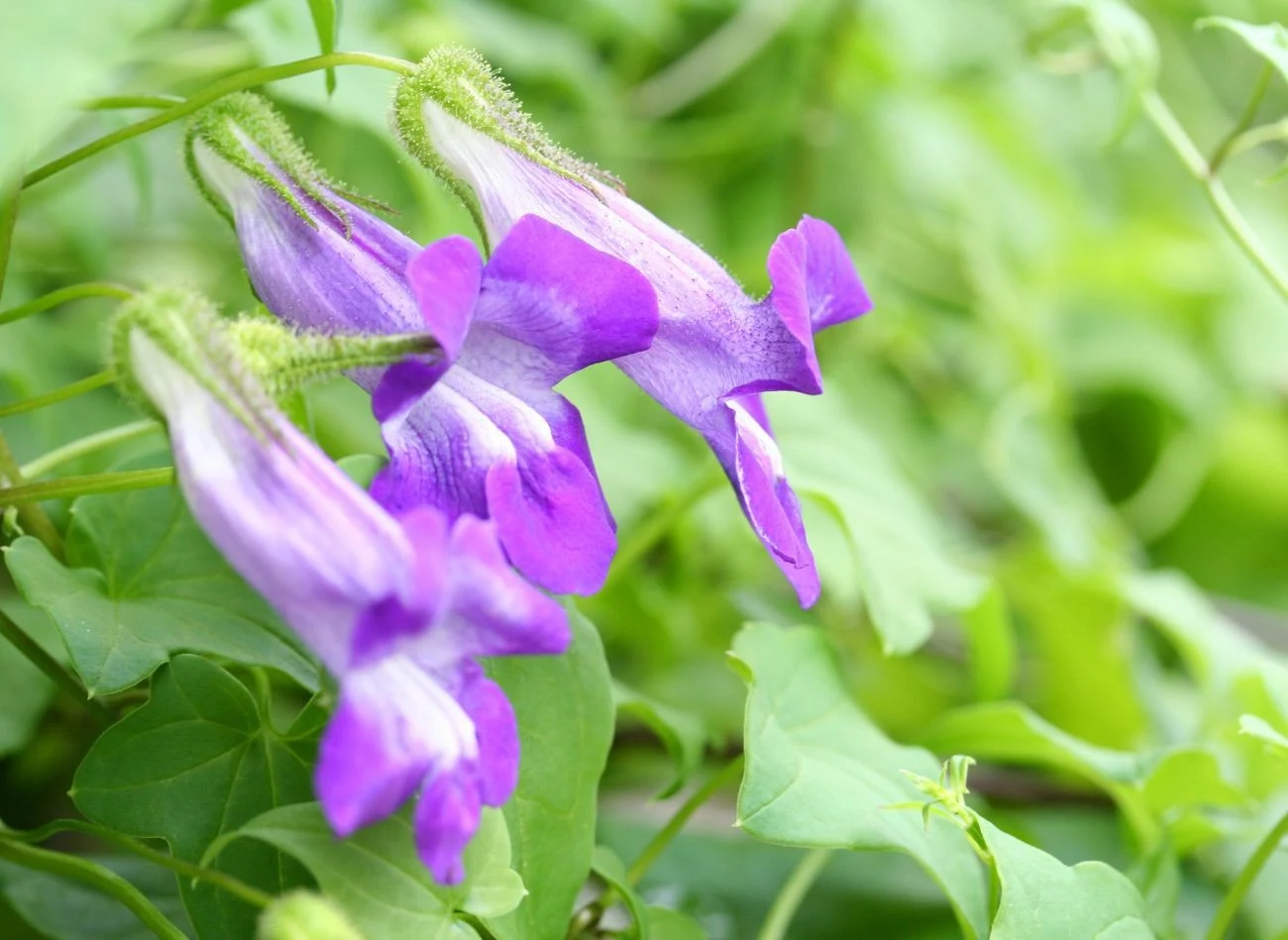 Azarina świetnie sprawdza się do obsadzania ogrodzeń, altan i pergoli.