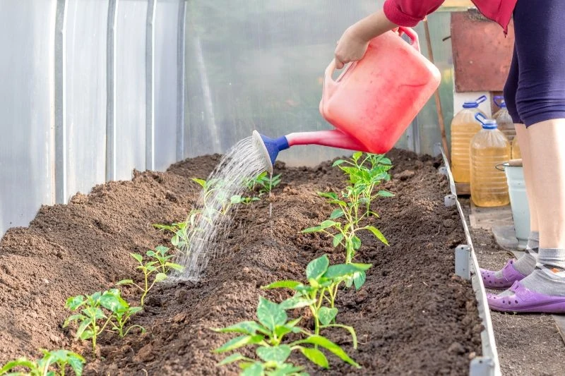 Mlekiem możemy nawozić m