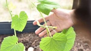 Ogórek gruntowy to roślina o wysokich wymaganiach pokarmowych, szczególnie w okresie wzrostu.