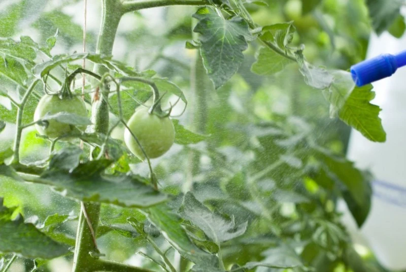 Oprysk na bazie jodyny to skuteczny sposób na zwalczanie mączniaka prawdziwego.