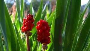 Kwitną w maju i czerwcu, a liście wypuszczają jesienią. Jak uprawiać obrazki włoskie?