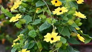 Tunbergia zachwyca nie tylko kwiatami. Jej pędy mogą osiągać nawet 2 m.