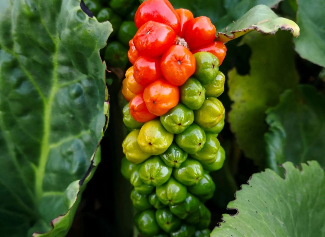 Po przekwitnięciu kwiatów, obrazki zdobią ogród jaskrawoczerwonymi owocami.