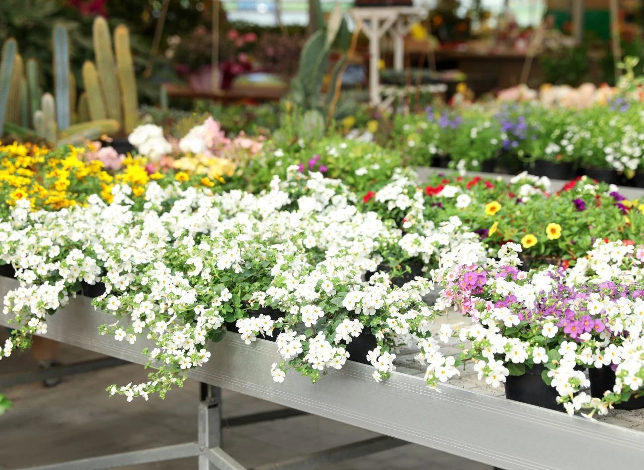 Bakopa tworzy kaskady drobnych kwiatów, które sięgają nawet 80 cm