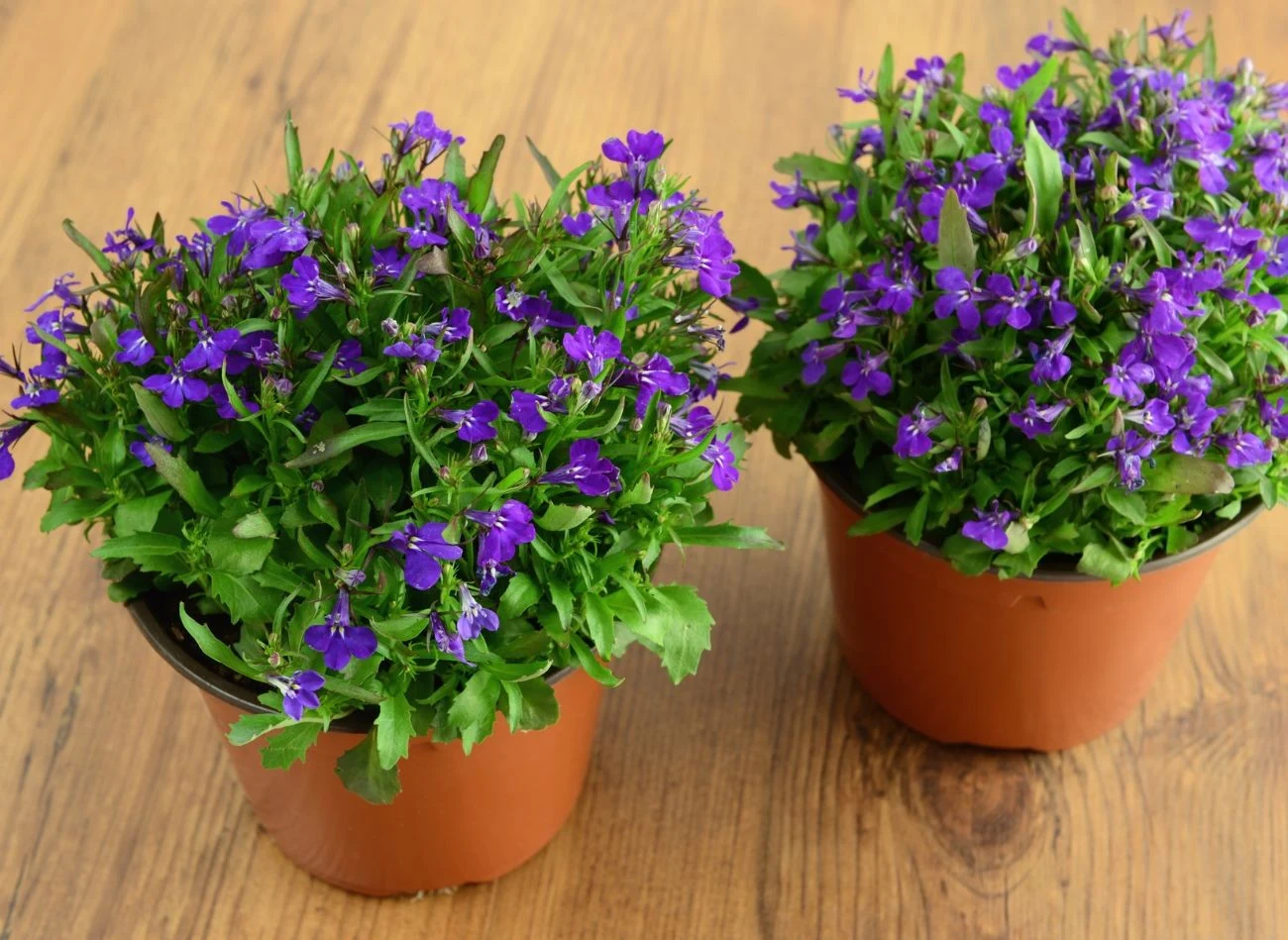 Lobelia tworzy fioletowe, niebieskie lub białe kaskady.