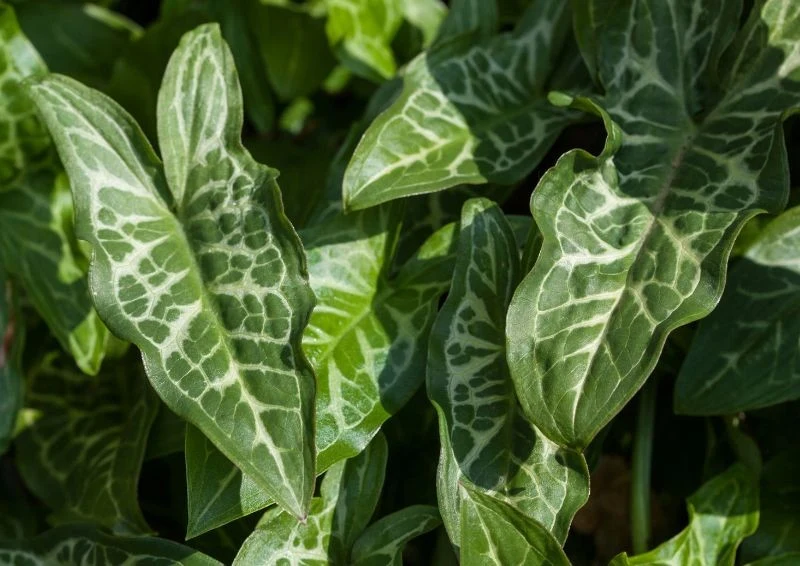 Zimozielone liście obrazków włoskich pojawiają się dopiero jesienią