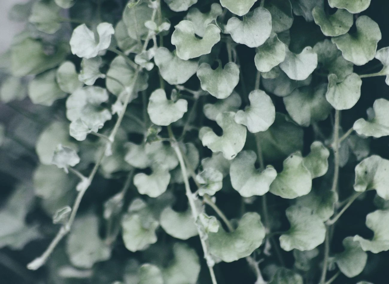 Dichondra to niezwykle wytrzymała i ozdobna roślina, która wygląda jak srebrny wodospad.