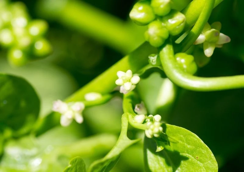 Kwiaty szpinaku malabarskiego są bardzo drobne