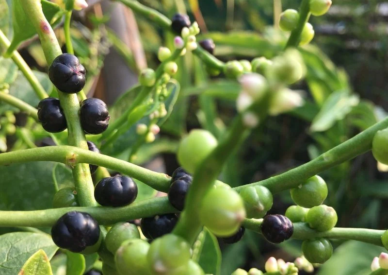 Owoce szpinaku malabarskiego mają prawie czarny kolor