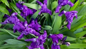 Wyjaśniamy, jak pielęgnować irysy po przekwitnięciu.