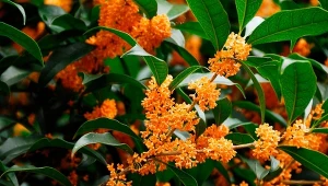 Wończa ma zimozielone liście i długo kwitnie. To sprawia, że krzew zachowuje walory dekoracyjne przez cały rok. Fot. gyro / Canva Pro